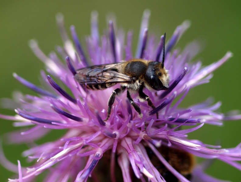 Megachile sp.